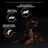 PRO PLAN Sensitive Digestion Large Athletic felnőtt kutyaeledel bárányhúsban gazdag 14kg + MEGLEPETÉS A KUTYÁDNAK