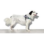 Zee.Dog Urban Flyhring kutyahám 5-ös méret 